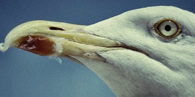 New England Wildlife Center needs your help: Storms taking toll on wildlife